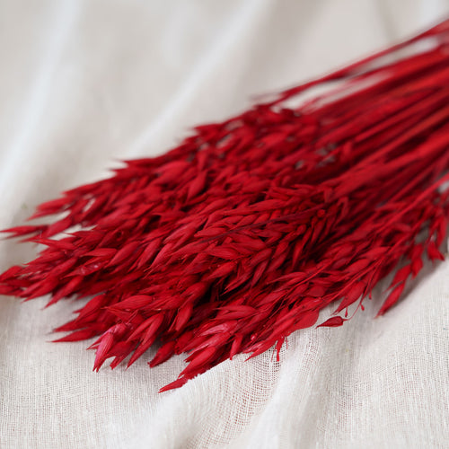 Intense botte d'avoine rouge