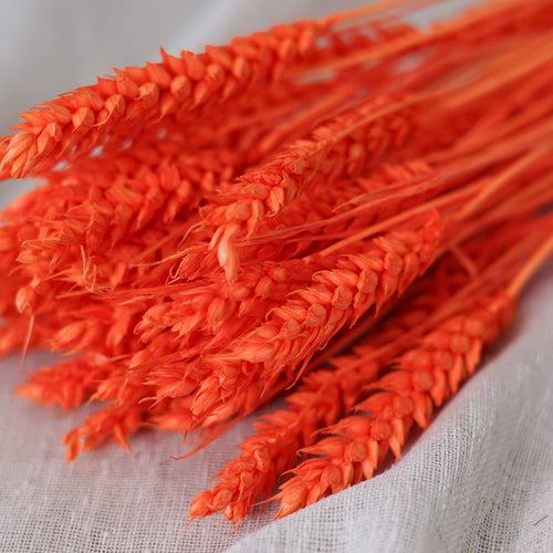 Botte de Blé orange intense