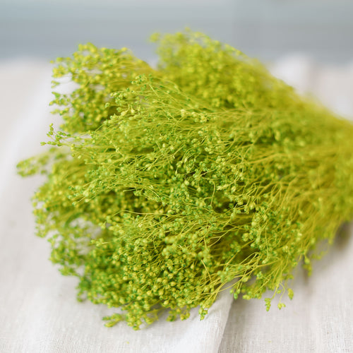 Botte de genêt vert clair