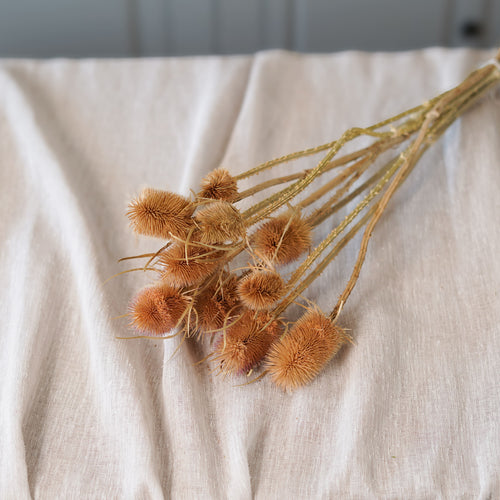 Bunch of natural thistles