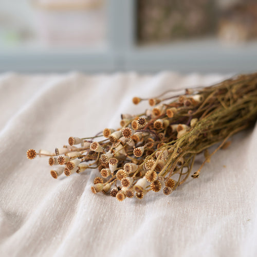Gerbe de mini-pavots naturels